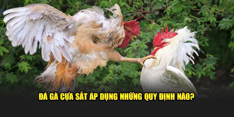 Đá gà cựa sắt áp dụng những yêu cầu nào?