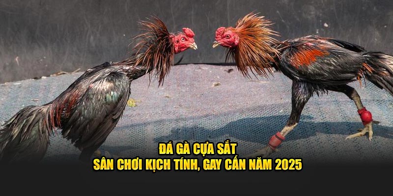 Đá gà cựa sắt