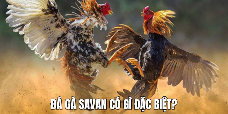 Những điều thú vị làm nên sự thành công của đá gà Savan