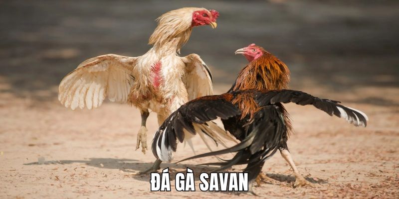 Đá gà Savan 8kbet