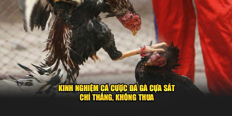 Kinh nghiệm cá cược đá gà cựa sắt chỉ thắng, không thua